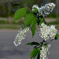 Черёмуха. :: Анатолий Уткин