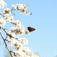 весенний денек :: Оксана Ушанкова