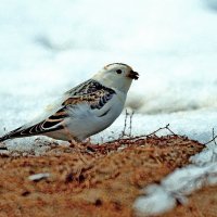 ПУНОЧКА  самочка :: Аркадий Иваковский