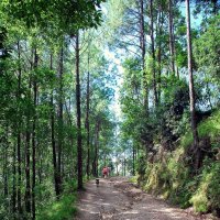 леса Непала :: Елена Познокос
