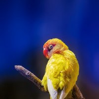 Попугай желтый :: Вячеслав М