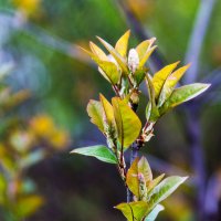 Spring leaves :: Sergey Sergaj