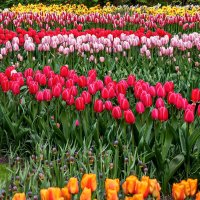 Tulips in Holland 04-2015 (8) :: Arturs Ancans