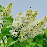 Друзья ! С Праздником Великой Победы ! :: Раскосов Николай 