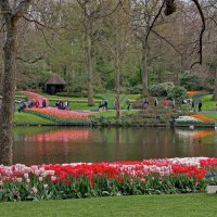 Tulips in Holland 04-2015 (10) :: Arturs Ancans