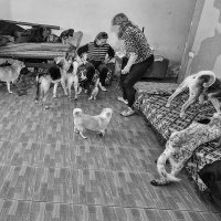 Приют для бездомных домашних животных :: Анатолий Тимофеев
