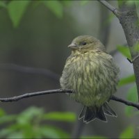 Чижиха :: Андрей Медведев