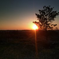 Закат и одинокое дерево. :: Дмитрий 