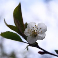 Первый цветок на вишне :: Damir Si