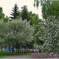 "...белых яблонь дым..."(с) :: Владимир Михайлович Дадочкин