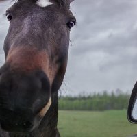 "Права, страховку, дыхните..." :: Александр Сергеев