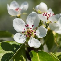 Цвет груши :: Иван Щербина