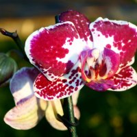 орхидея :: владимир володёнок