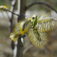 Первичные признаки весны :: Василий Хорошев