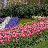 Tulips in Holland 04-2015 (16) :: Arturs Ancans