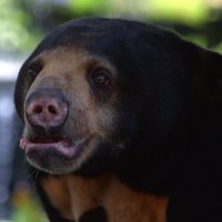 Малайский медведь :: Евгений Печенин