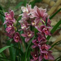 Орхидеи :: lady-viola2014 -