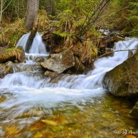 горная речка в Карпатах :: Андрей Зелёный