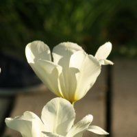 белые тюльпаны :: mirtine 