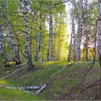 В березняке :: Николай Дементьев 