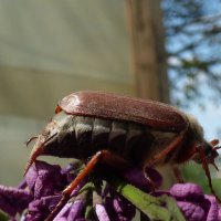 майский жук :: Валерий Изотов