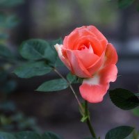 Роза из Летнего сада. :: Валентин Яруллин