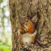 Сейчас как откушу :: Михаил Вандич