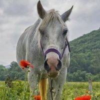 Портрет незнакомой лошади :: Игорь Кузьмин