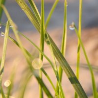 роса на пшенице :: lesia 