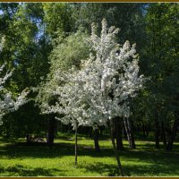 Май :: Владимир Белов