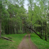 Старая береза :: Анатолий 