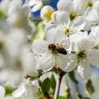 За работой :: Виктор Желенговский