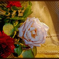 Одинокая роза в мелких капельках влаги... Одинокая грёза в запотевшем стекле... :: Людмила Богданова (Скачко)