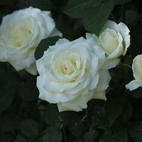 белые розы :: Жанна 