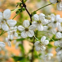 цветение вишни :: Екатерина Яновская