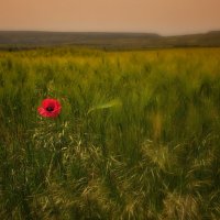 Один в поле :: Ольга Мальцева