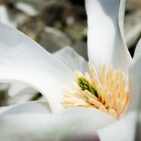 Magnolia :: Александр Ковшар