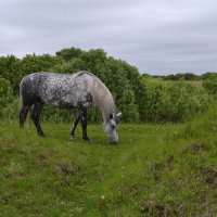 Серый конь в яблоках :: Елена Глебова