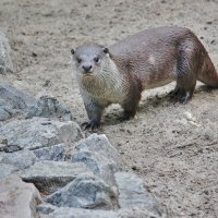 4082 :: Аркадий Лаптенко