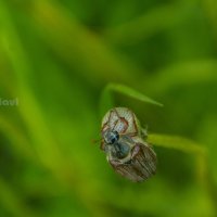 Летний майский жук. :: Павел Данилевский