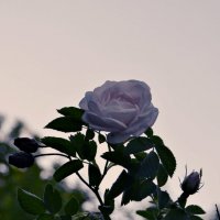 Эта нежная чайная роза.... :: *MIRA* **