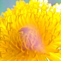 Солнечный цветок одуванчика :: Татьяна Губина