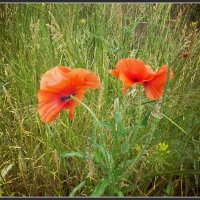 lonely poppies :: Елена Романова