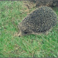 beautiful hedgehog :: Елена Романова