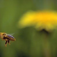 На бреющем полете :: Игорь Сорокин