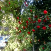 Вьющиеся розы :: Нина Корешкова