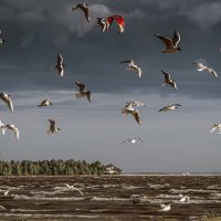 Чайки над заливом :: Valeriy Piterskiy