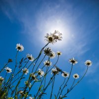 Солнечные крымские цветы... :: Антон Фатыхов 
