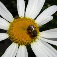 Пчела Майя :: Радмир Арсеньев