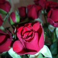 Розы для вас :: Валентина Пирогова